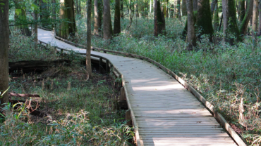 Congaree National Park Feature