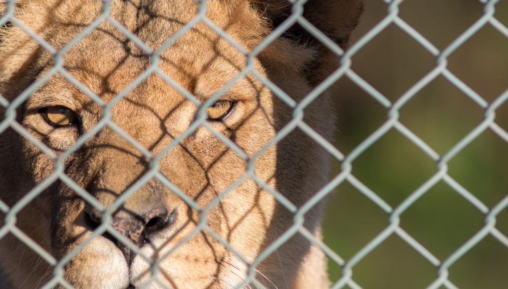 Caged lioness.