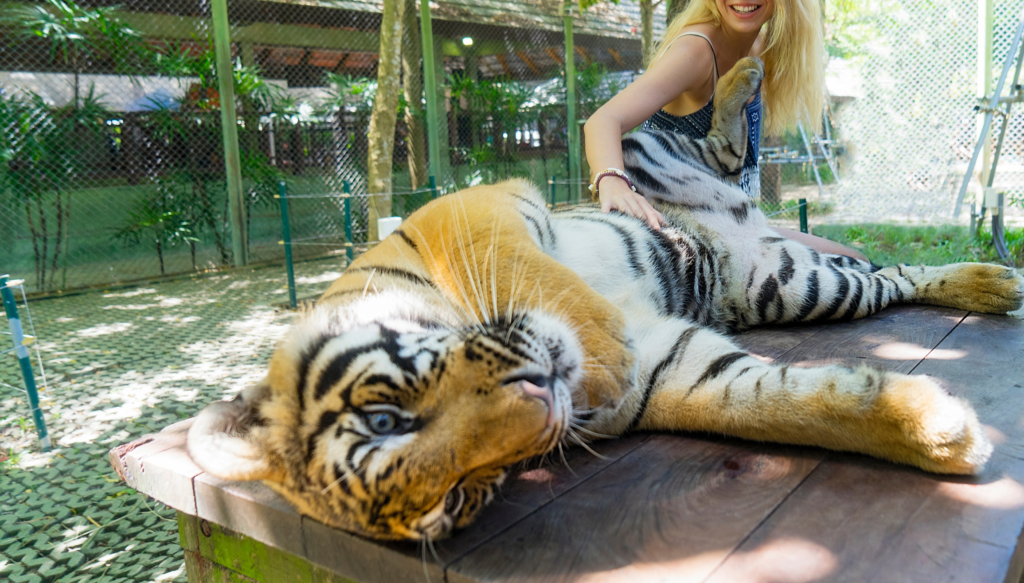 Tourist petting a tiger.