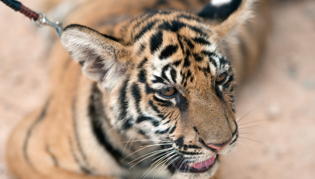 Tiger cub on a leash.