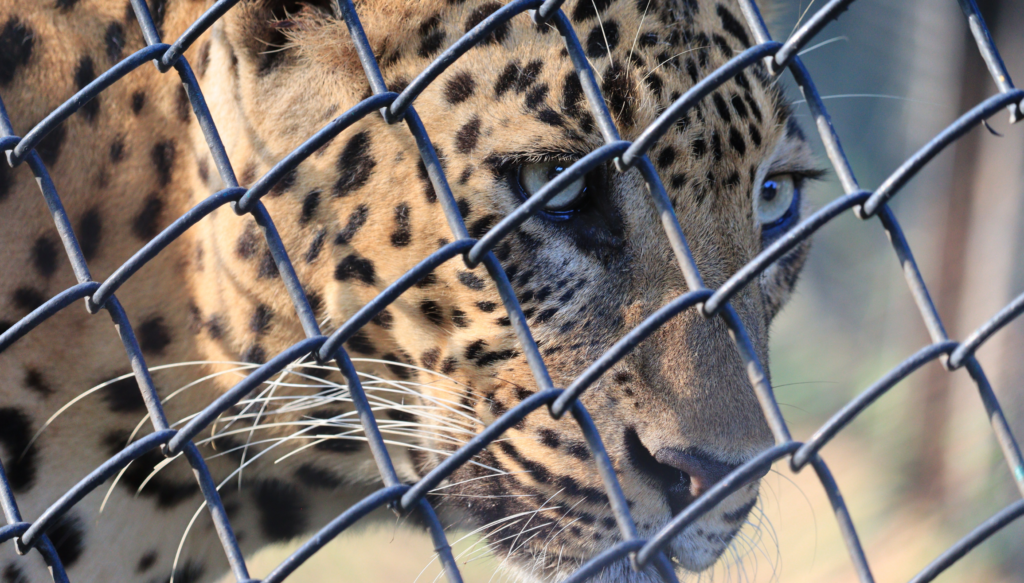 Caged leopard.