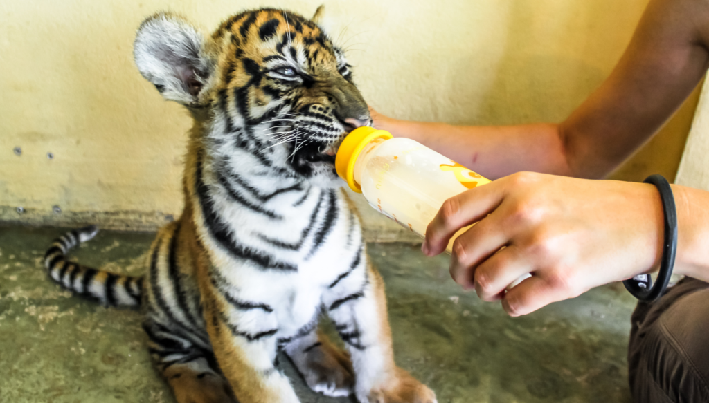 Tiger cub being bottle-fed by a tourist.