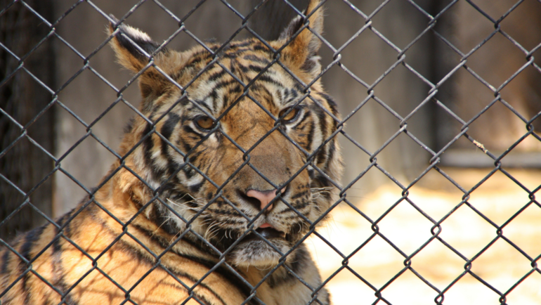 Caged tiger.