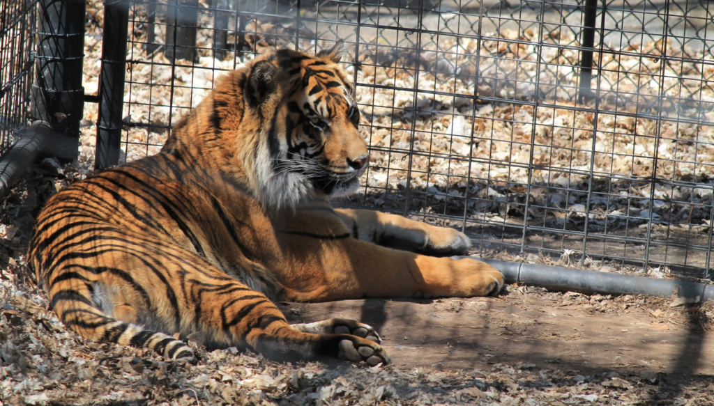 Tiger at a roadside zoo.