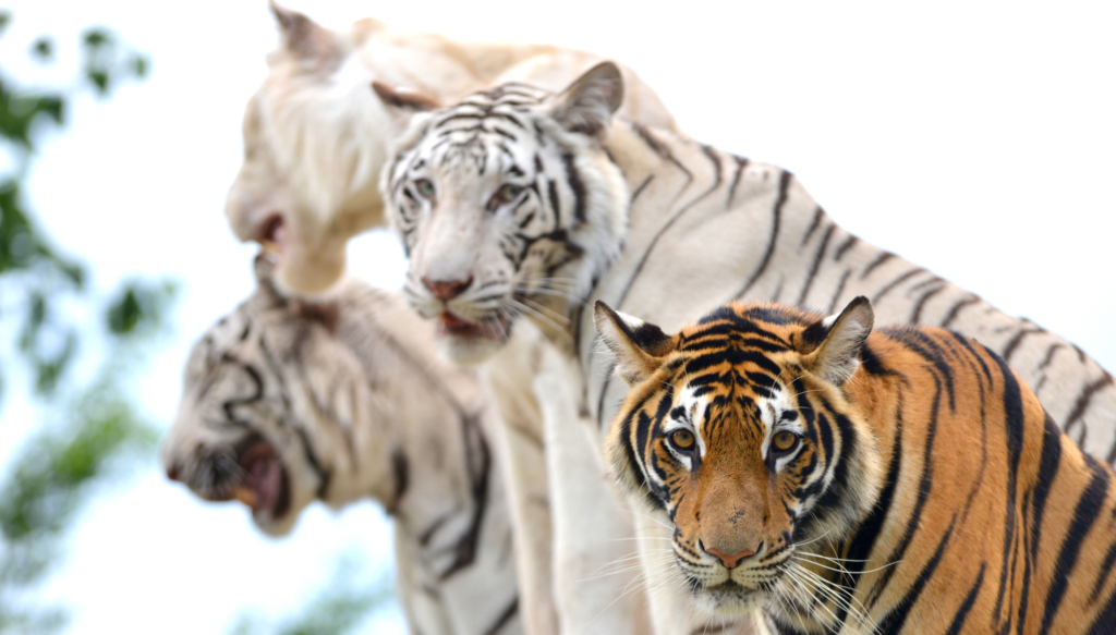 Examples of non-natural color variations bred in tigers.