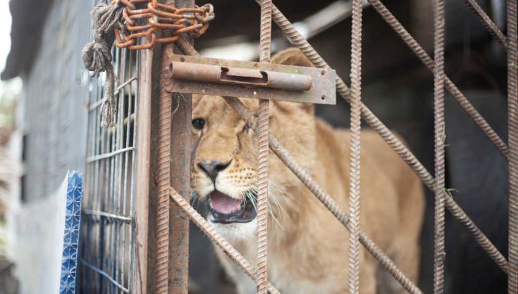 Young lion in a cage.