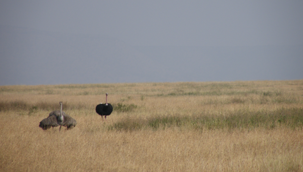 Male and female ostrich