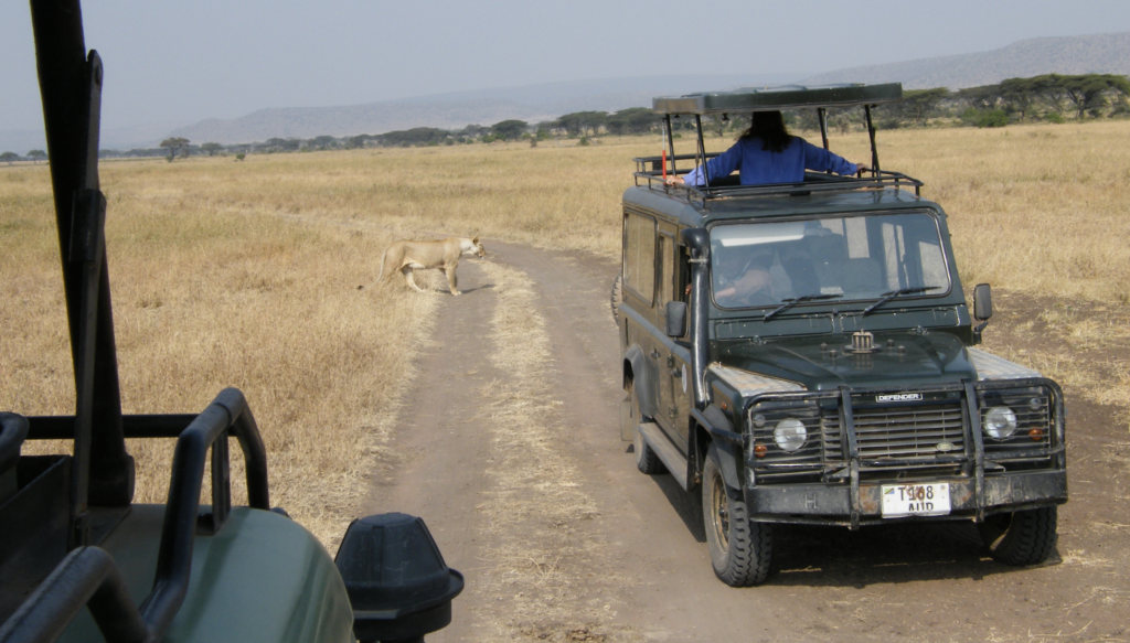 Lioness walking past safari jeeps