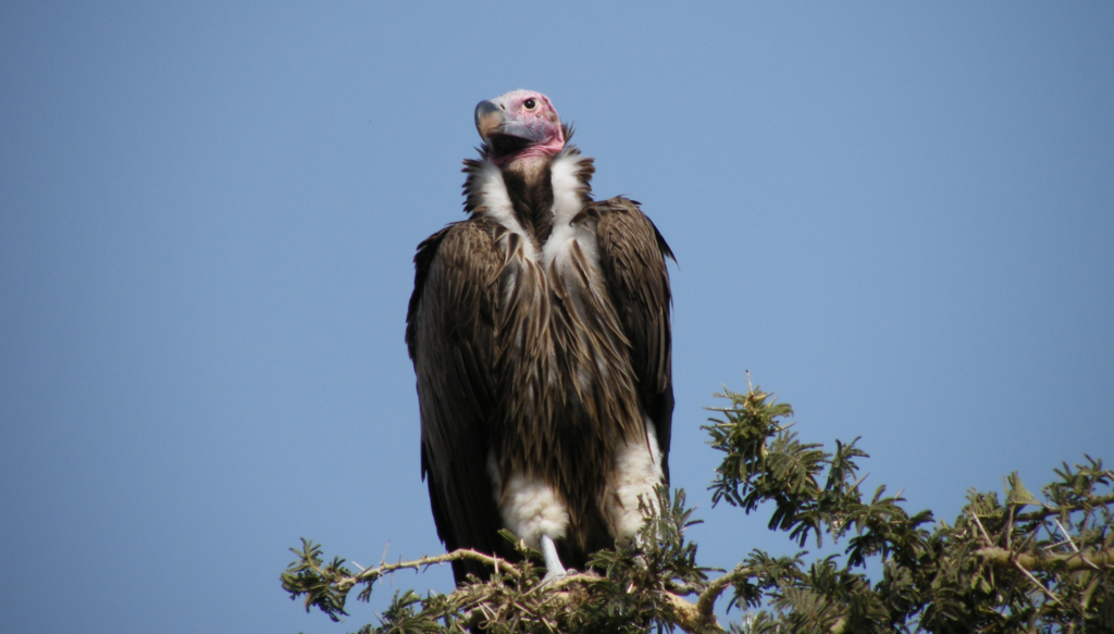 Lappet-faced Vulture