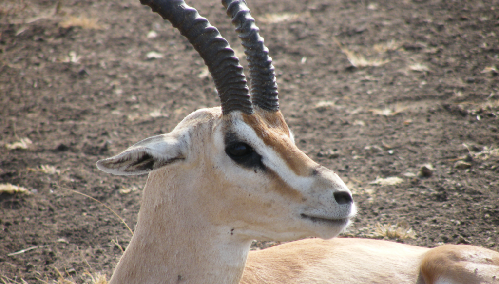 Grant’s gazelle in Serengeti National Park.