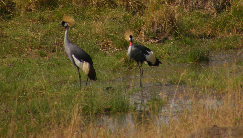 Grey crowned crane pair in Serengeti National Park.