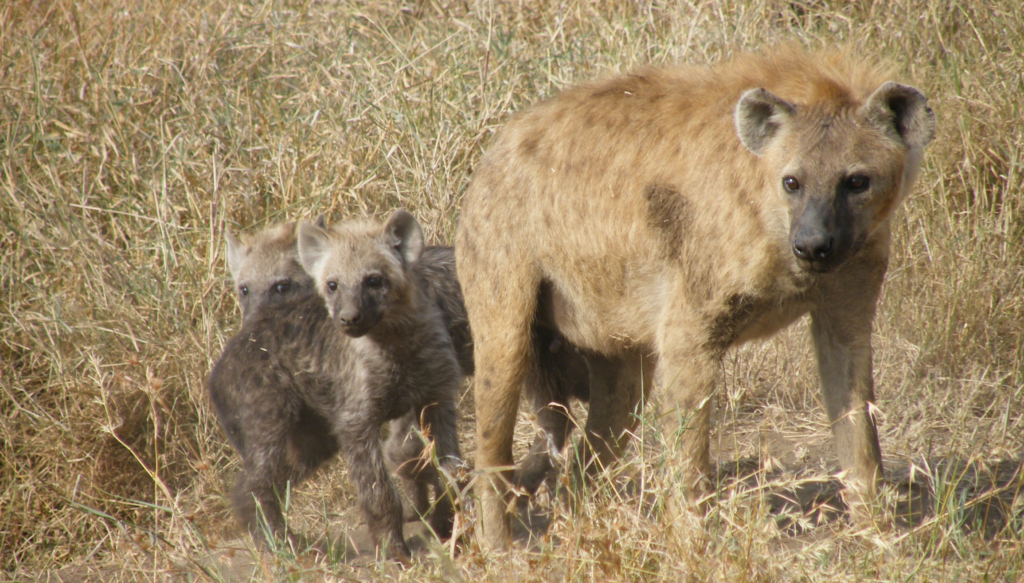 Spotted hyena mother and cubs