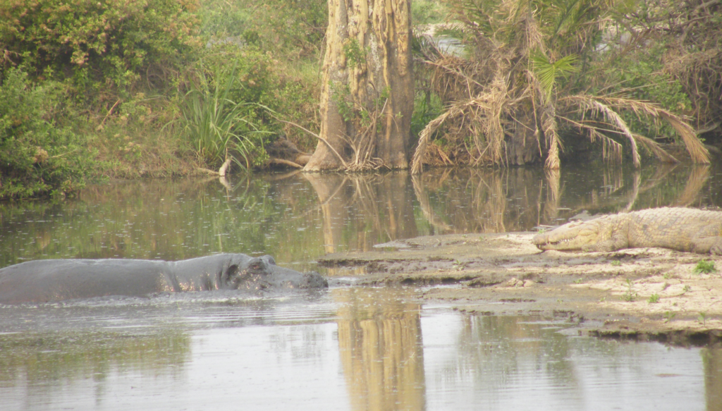 Hippopotamus staying cool in the Serengeti heat.