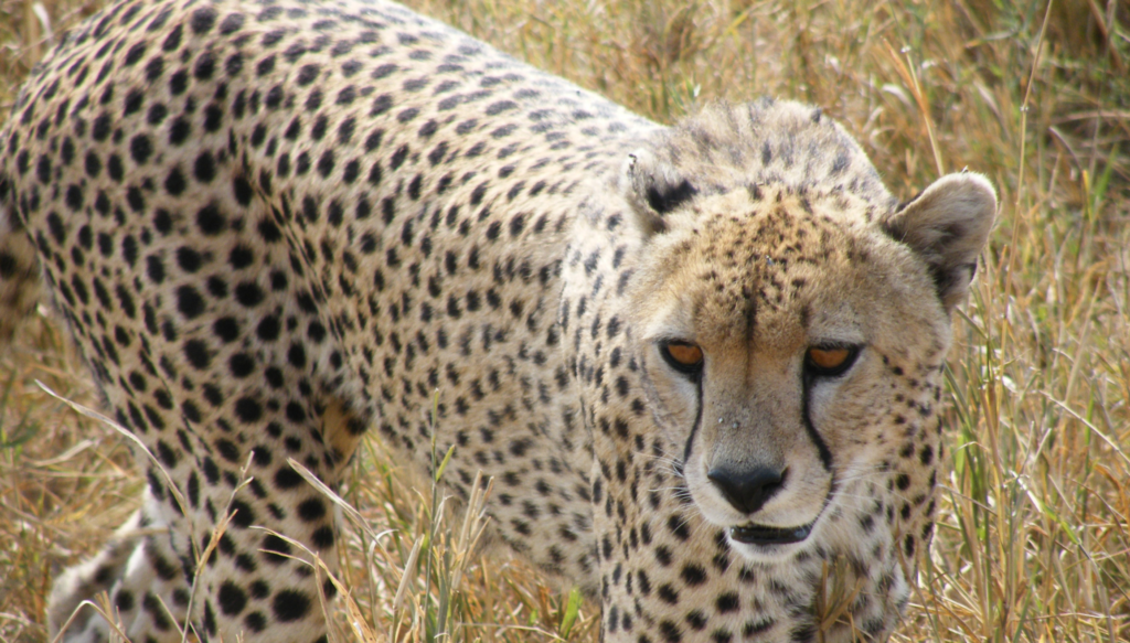 Cheetah close up