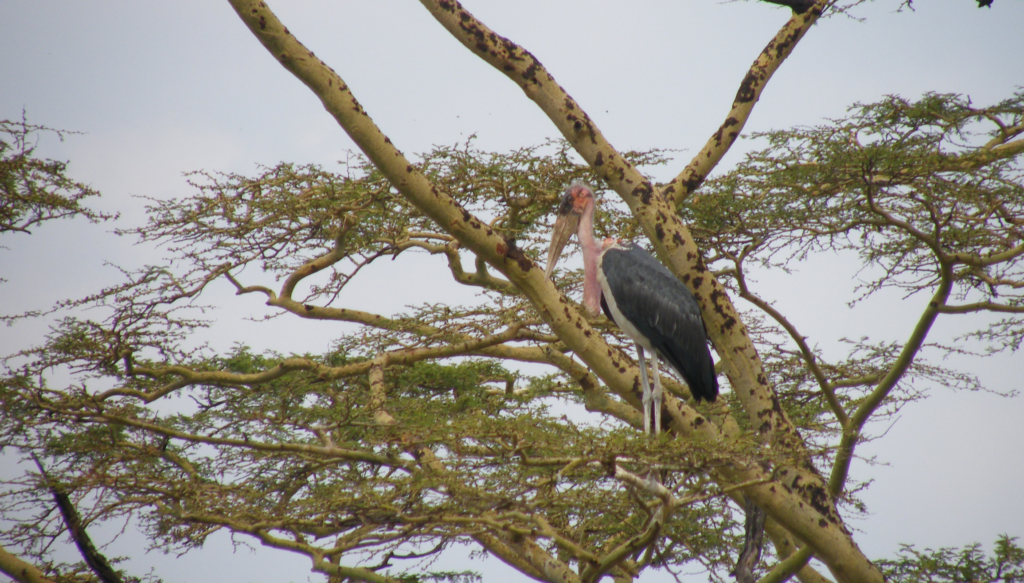 Marabou Stork