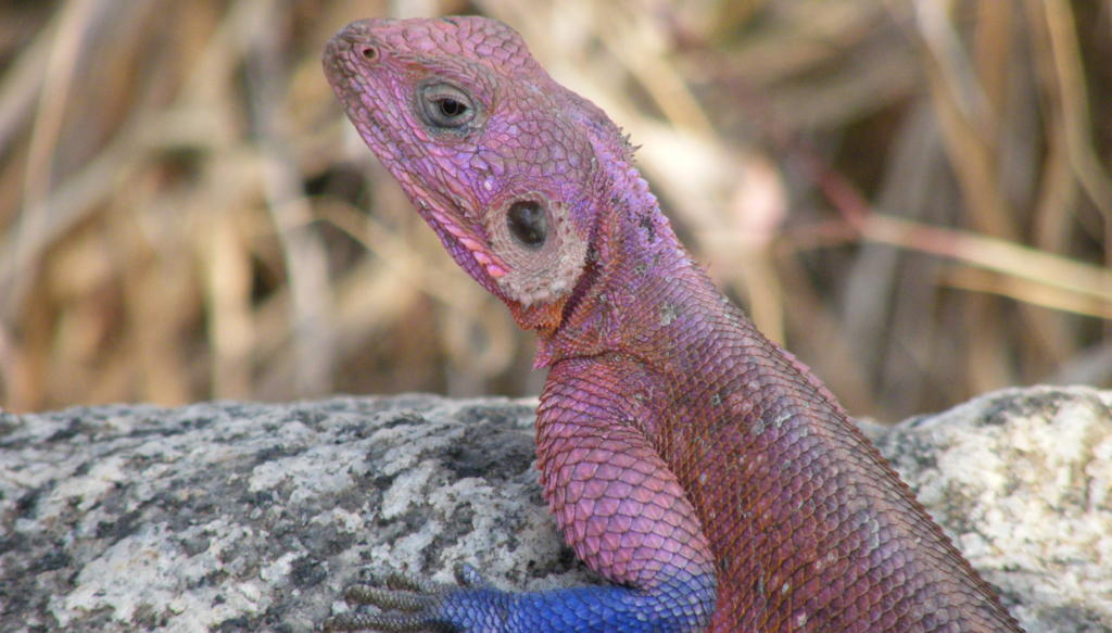 Red-headed Agama.