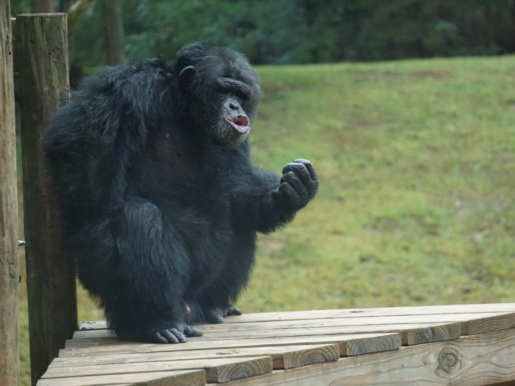 Retired Chimpanzee at Project Chimps