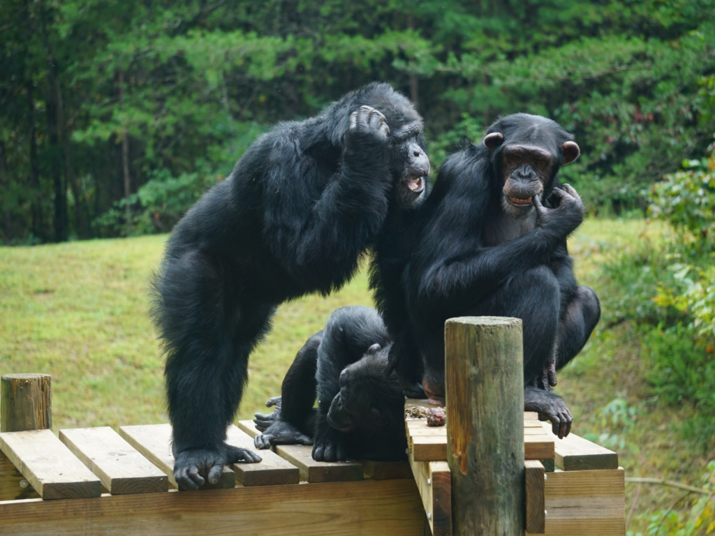 Retired Research Chimpanzees at Project Chimps