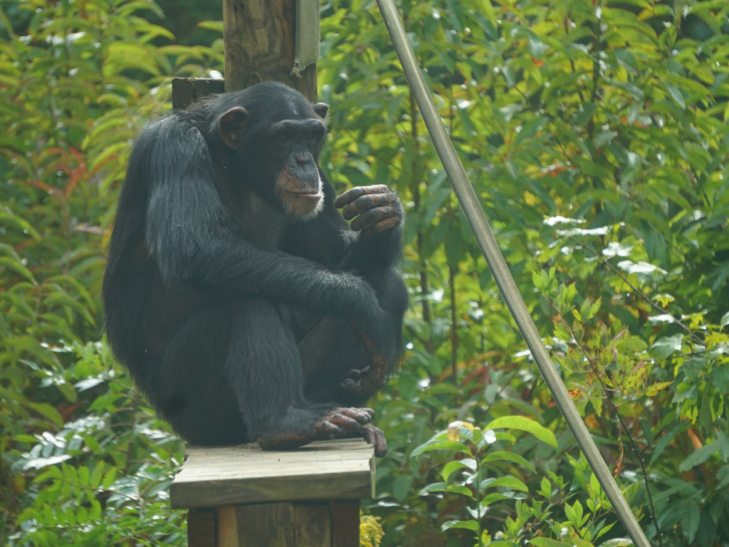 Retired Chimpanzee at Project Chimps