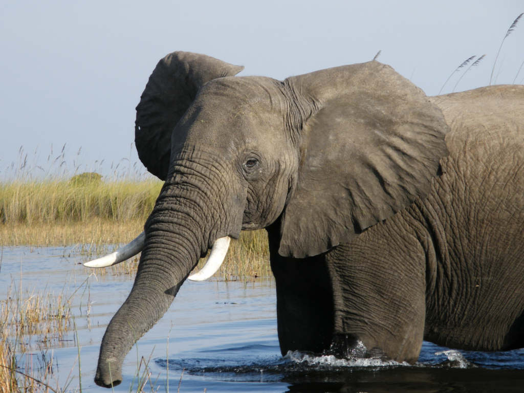 Male African elephant in the waters of Botswana's Okavango Delta