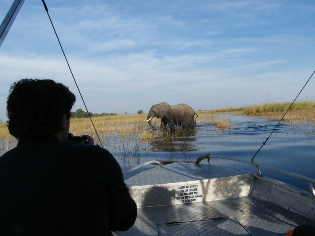 Large male African elephant in Botswana's Okavango Delta. 