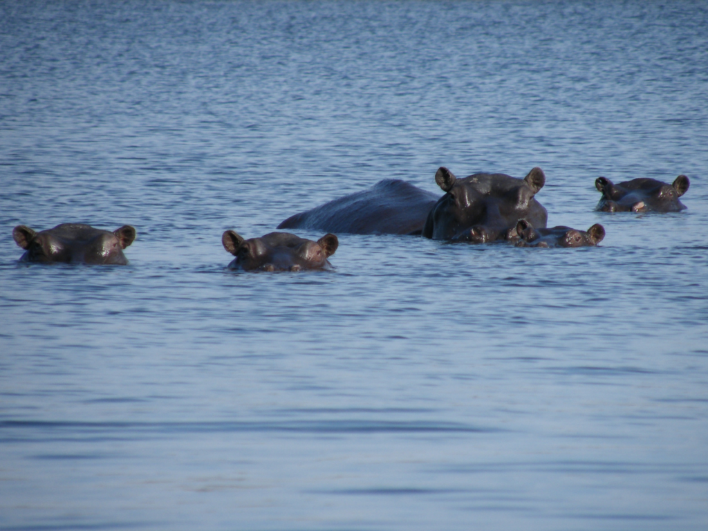 Hippopotamus in the Okavango Delta