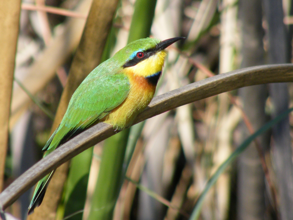 Little bee-eater.