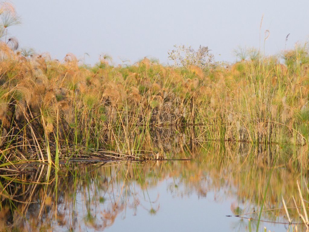 Papyrus Plants in the Okavango Delta