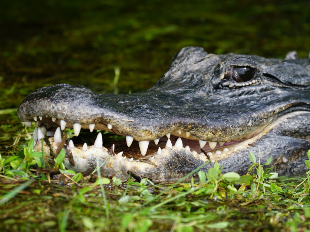 American alligator everglades national park