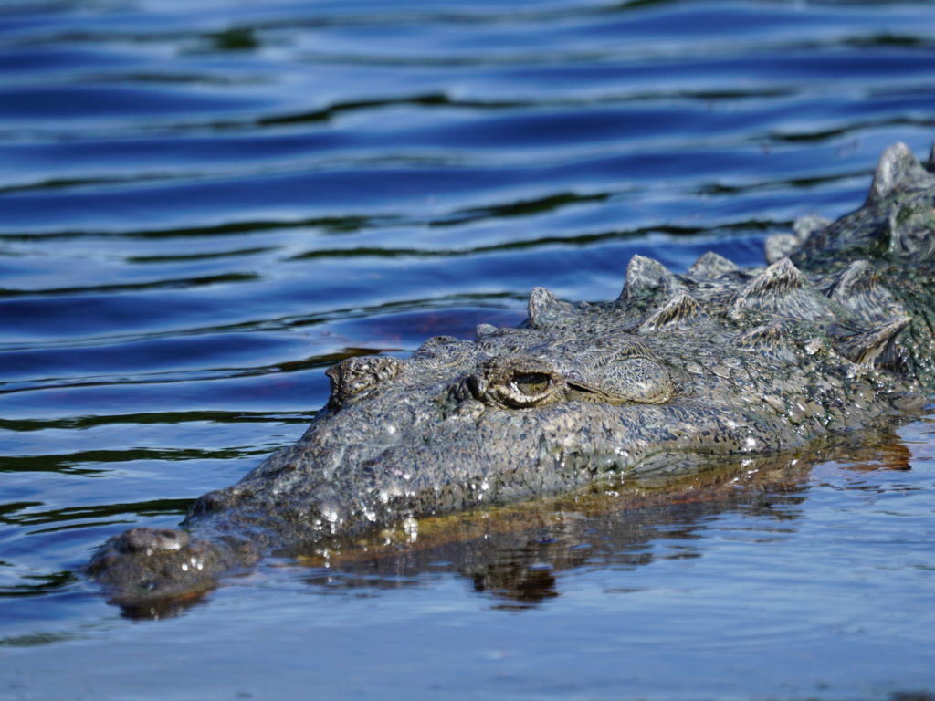 American crocodile basking