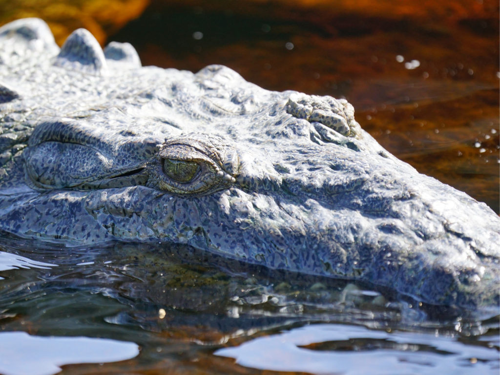 American crocodile up-close