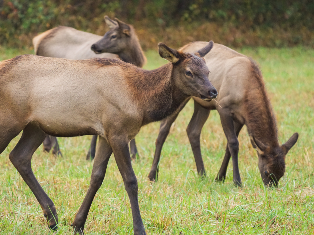 Three young elk calves