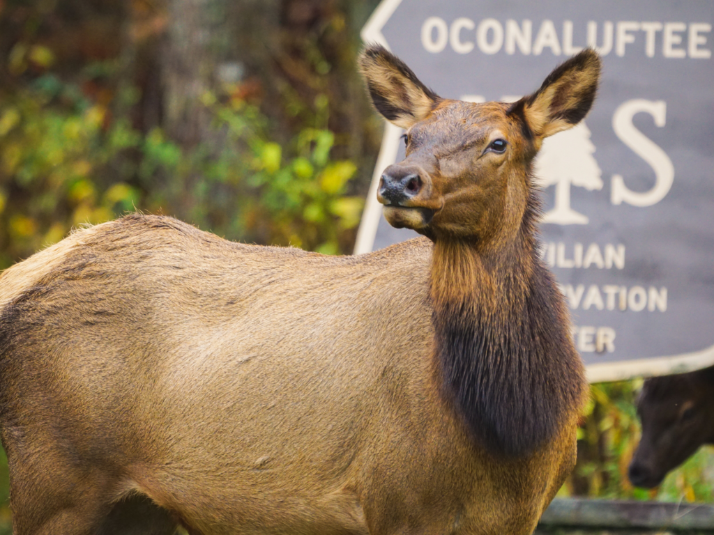 Viewing elk Great Smoky Mountains National Park