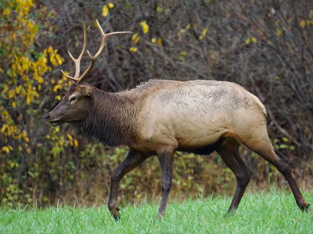 Viewing elk Great Smoky Mountains National Park