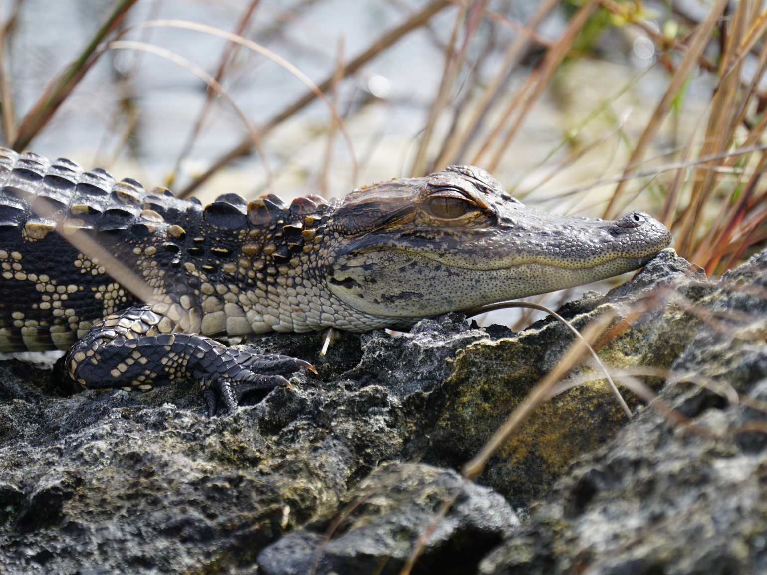 Baby American alligator basking. 