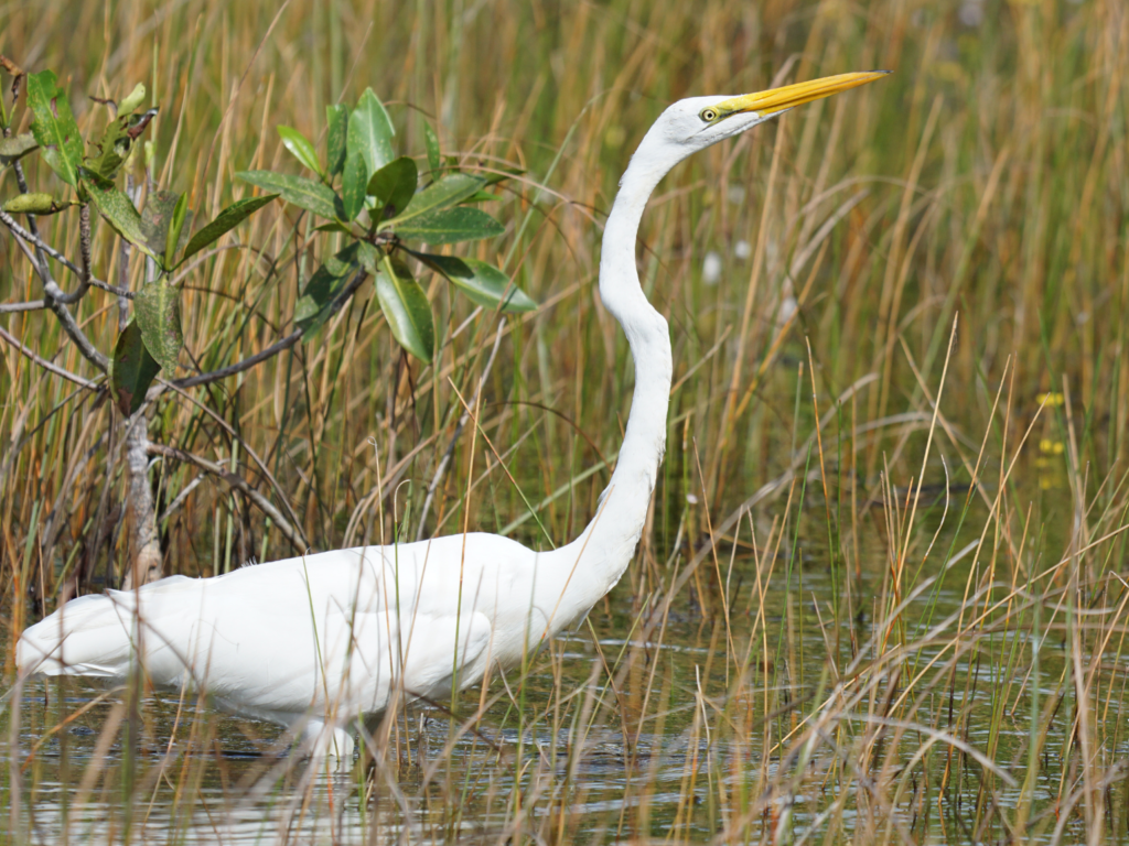 Great egret fishing.