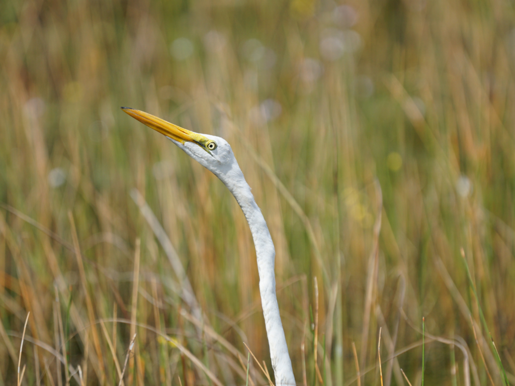 Great Egret up close