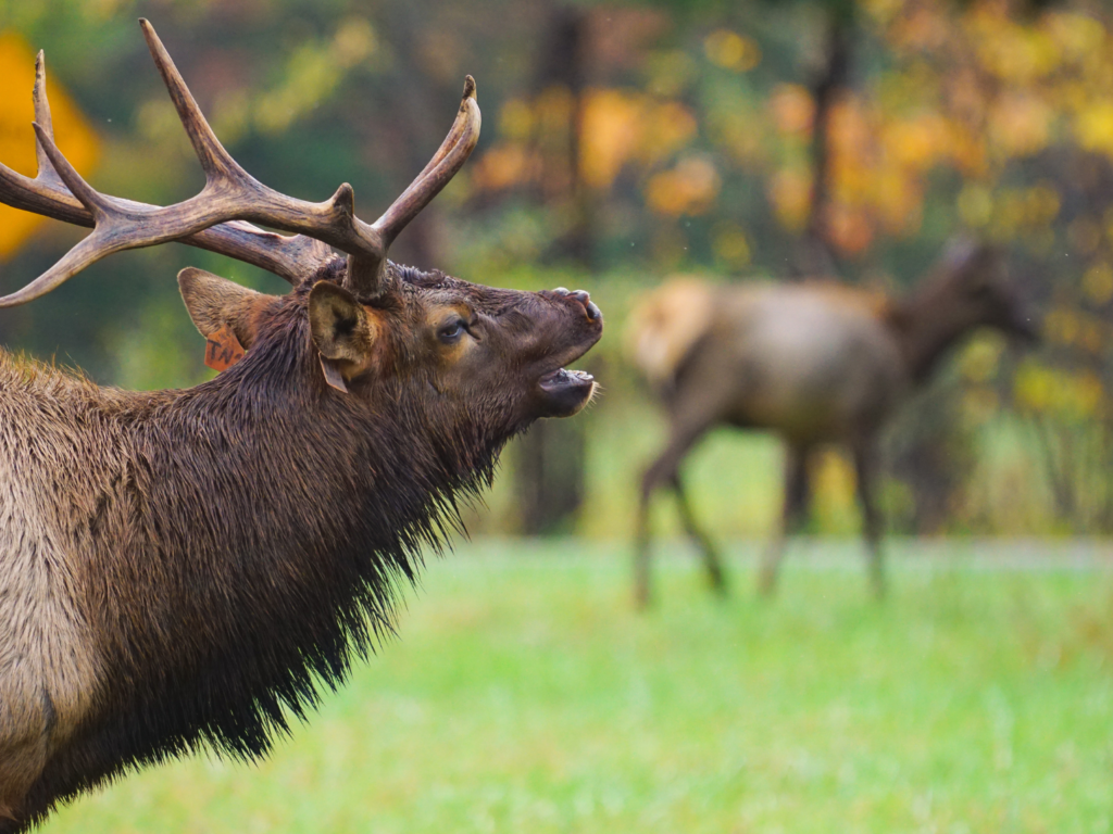 Wild elk Great Smoky Mountains National Park