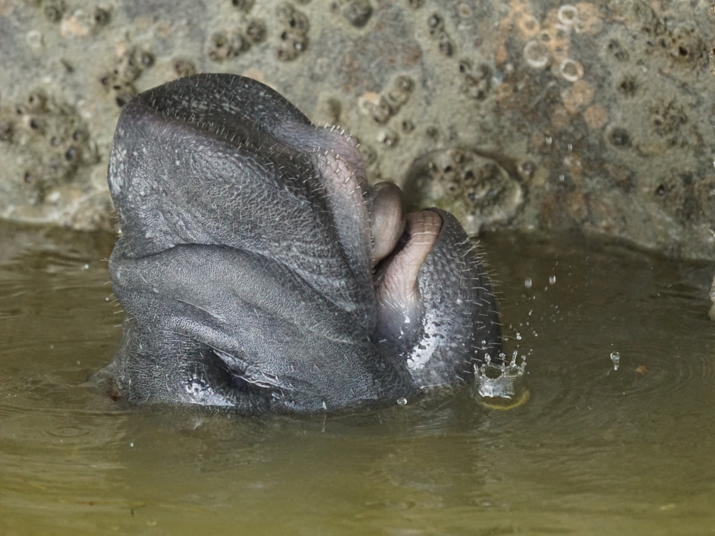 Manatee with mouth wide open