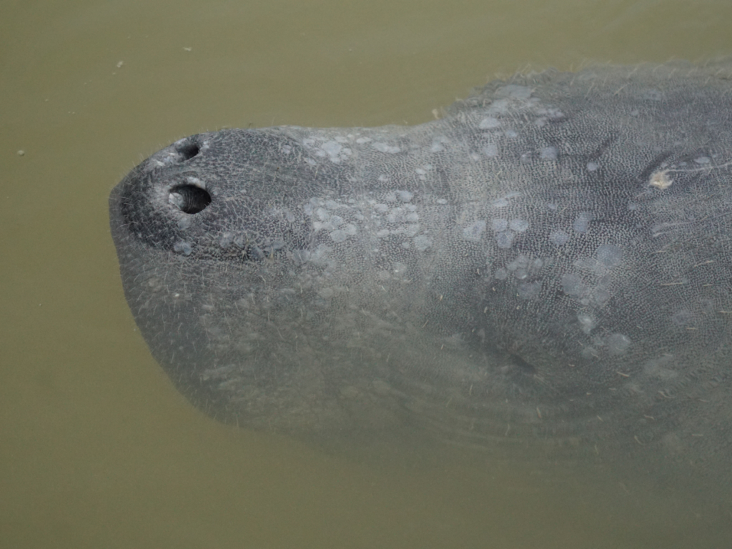 Manatee nostrils