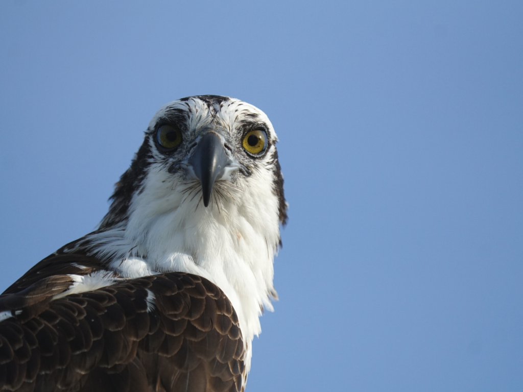 Osprey up close