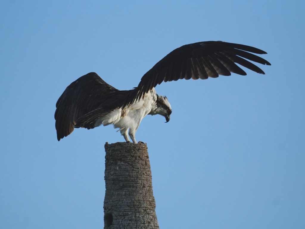 Osprey with wings open