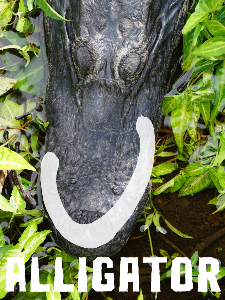 U-shaped snout of American alligators