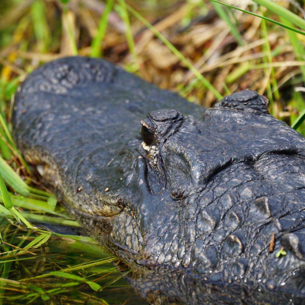 Resting American alligator in the Everglades