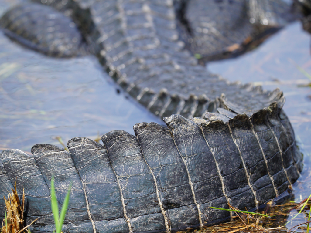 Resting tail American alligator