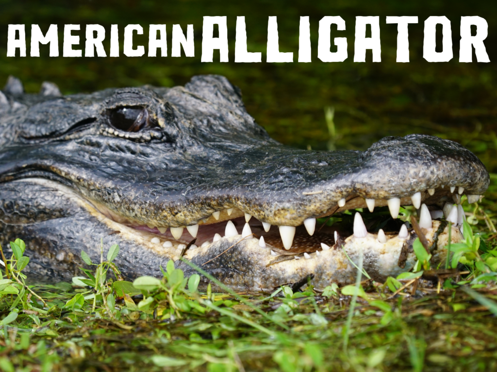 American alligator resting with mouth open