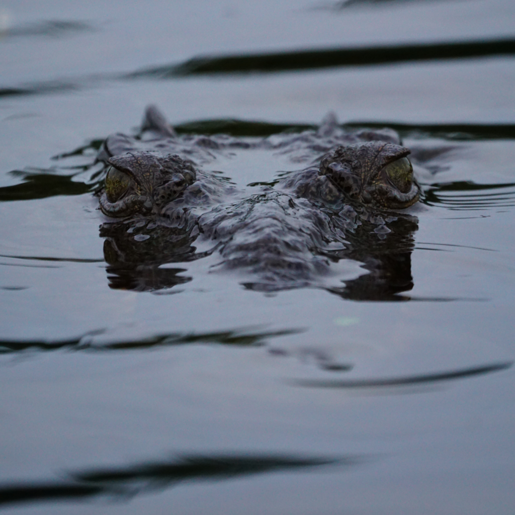 American crocodile Everglades National Park