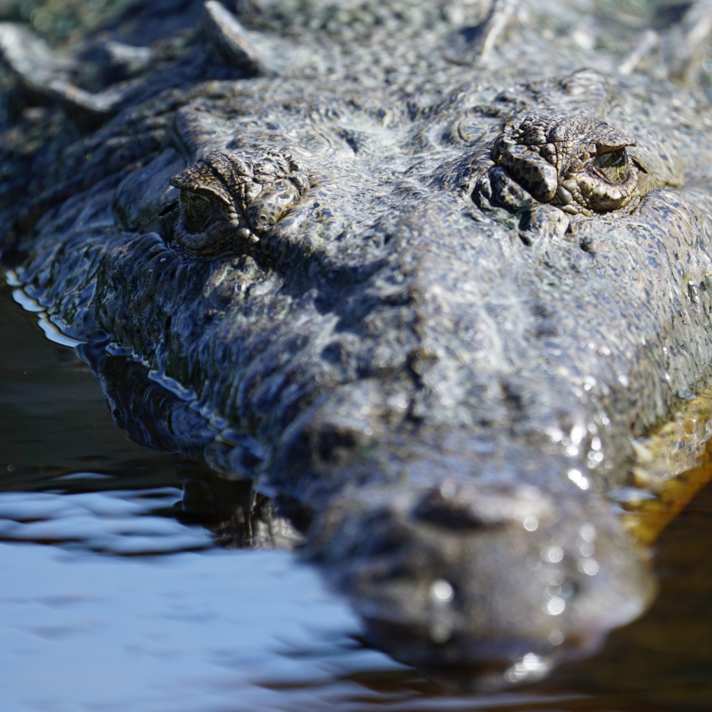 American crocodile up close Everglades