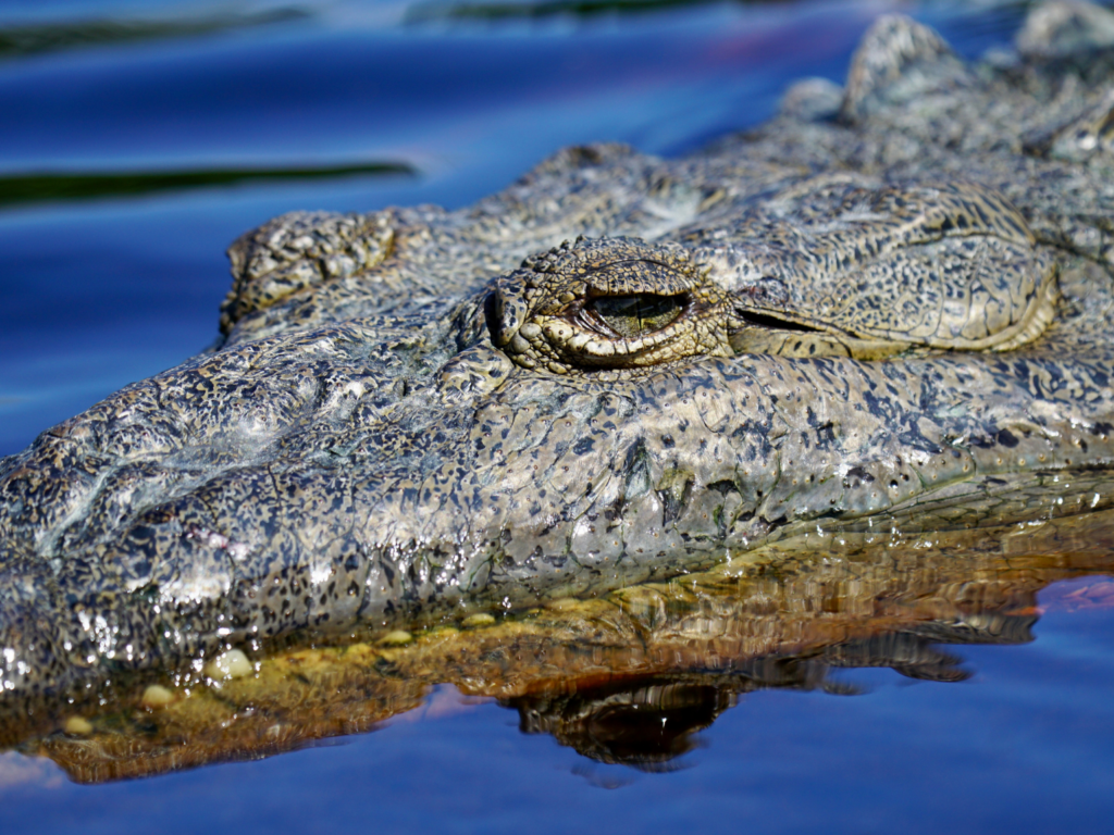 American crocodile eyes above the water