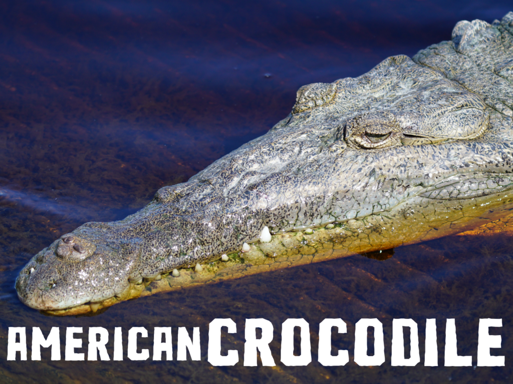 American crocodile Everglades National Park